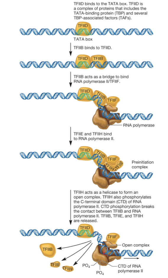 <ul><li><p>an initiation complex assembles at promoters for RNA pol II by an ordered sequence of association with transcription factors</p><ul><li><p>TFIID consists of TBP plus its associated TAFs (TBP-associated factors)</p></li><li><p>TFIIB, TFIIE and TFIIH needed to melt DNA</p></li><li><p>phosphorylation of CTD required for promoter clearance</p></li></ul></li></ul>