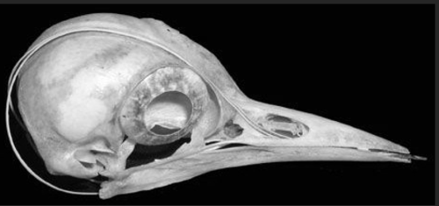 <p>- Flickers have a sticky tongue</p><p>used for feeding on ants</p><p>- Woodpeckers have a "hyoid apparatus which cushions the brain during intense drilling</p><p>-------------------------</p><p>HYOID APPARATUS:</p><p>- foldable series of bone lies within the tongue</p><p>- originates in the roof of the mouth, around the back of the skull to enter the mouth through the right nostril.</p><p>- To extend the tongue the bones straighten out.</p>