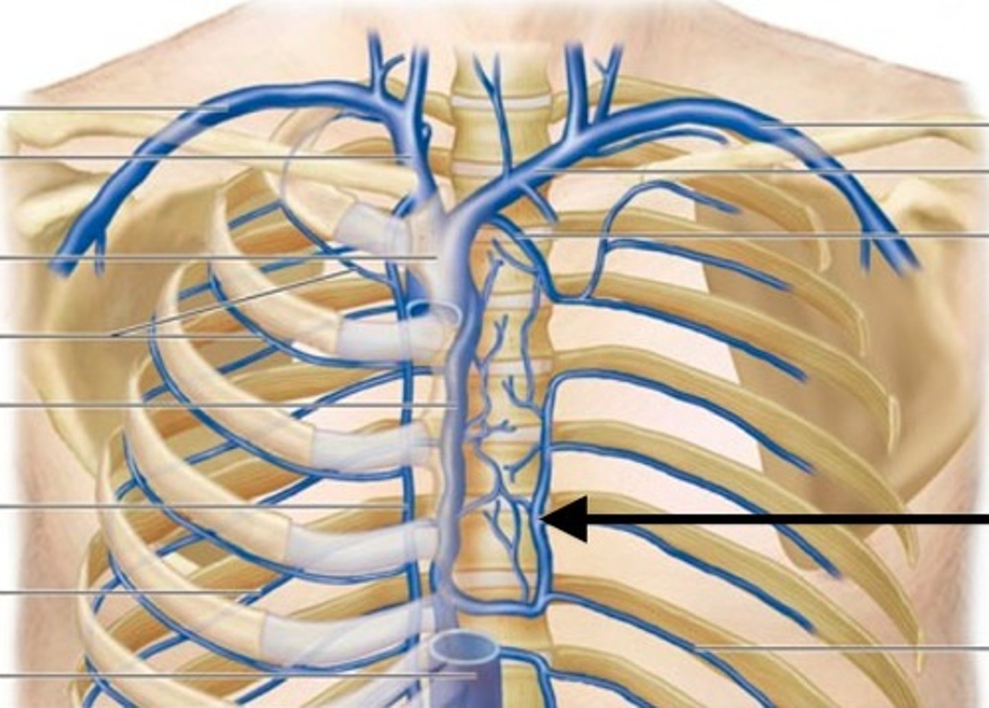 <p>Begins as continuation of left ascending lumbar vein and empties into azygos vein</p>