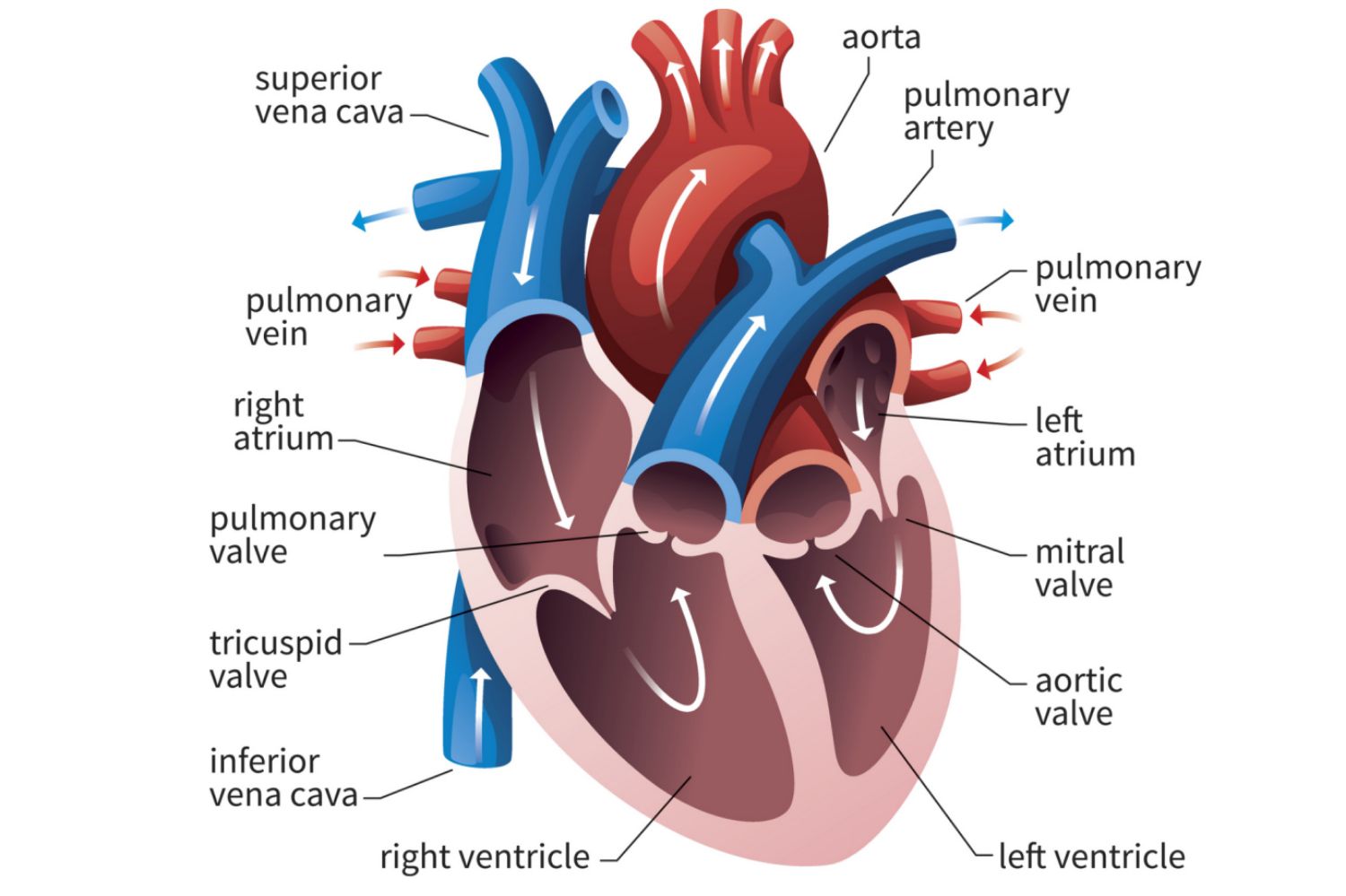 <p>How does the myocardium differ between the R and L atria and the R and L ventricles?</p>