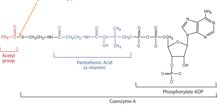 <p>Acetyl Coenzyme A</p>