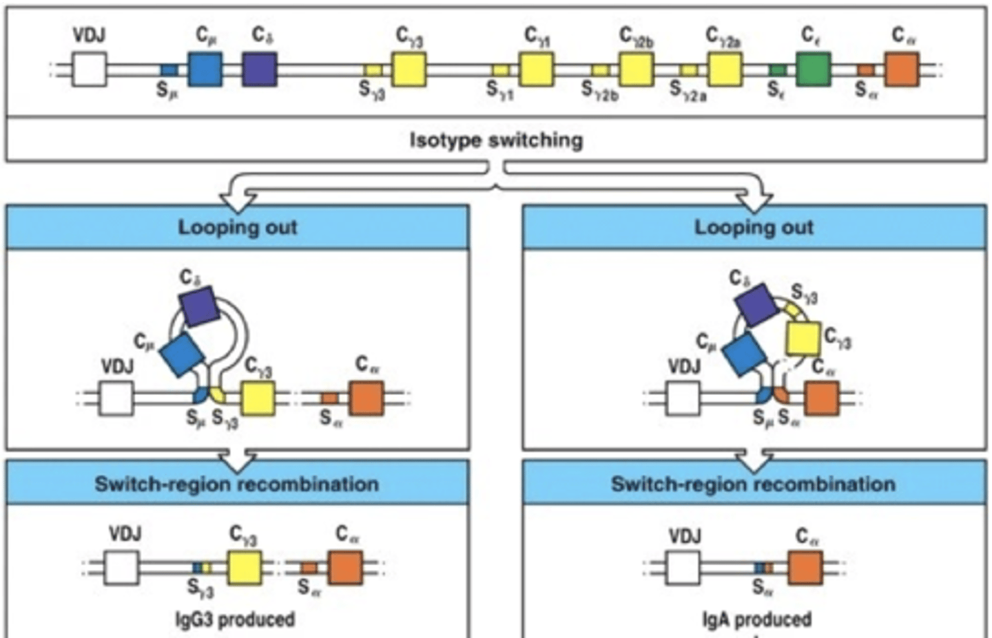 <p>Isotope switching</p>
