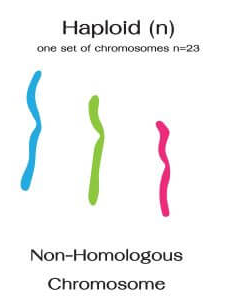 <p>haploid cells</p>