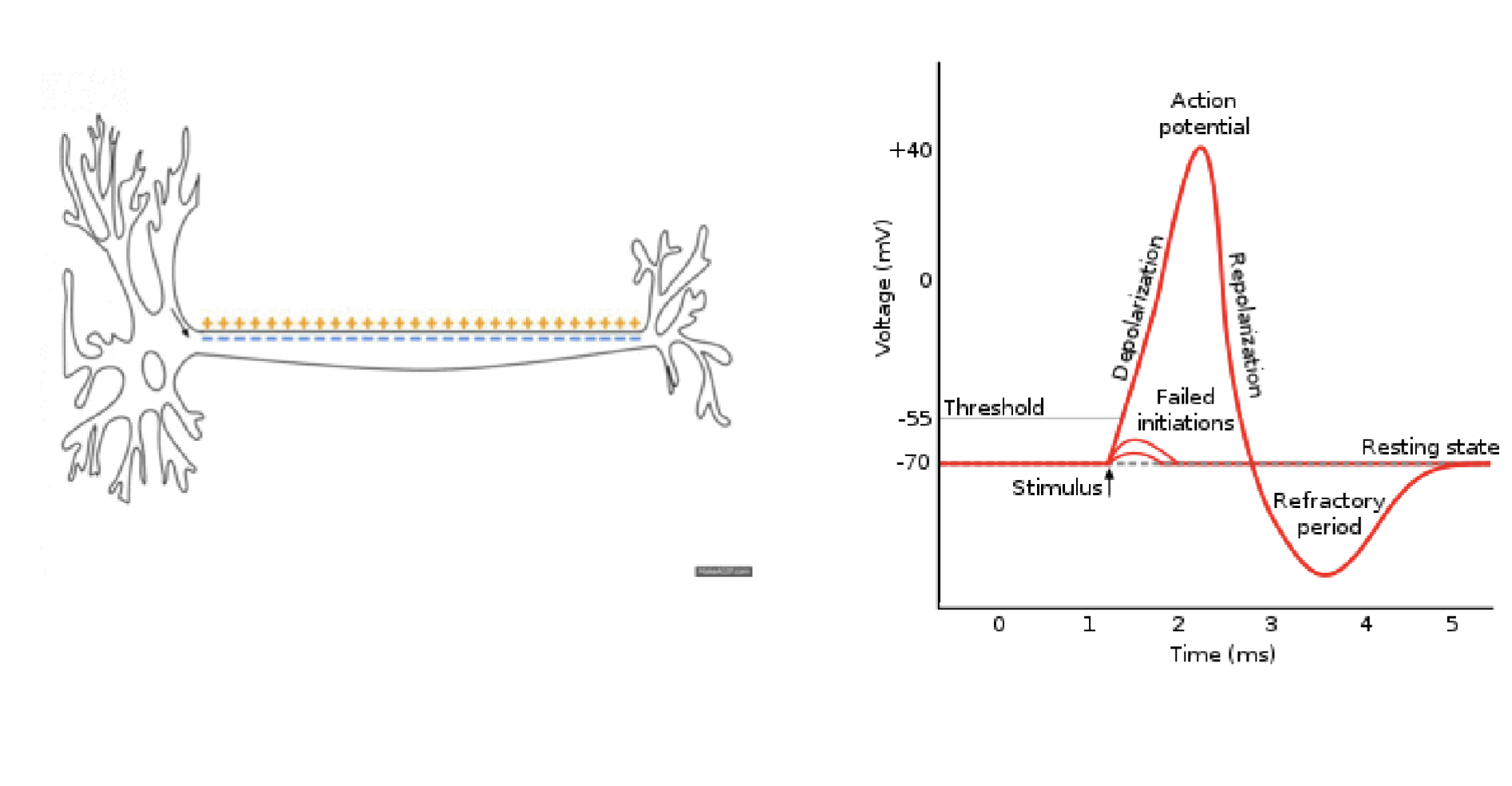 <p>1)</p><ul><li><p>The action potential travels in one direction down the axon</p></li><li><p>Pos charges (Na+ influx) move forward</p></li><li><p>The region behind is refractory, preventing backward movement (explain why signals don’t go backward - like the seps </p></li></ul><p></p><p>2) </p><ol><li><p><strong>Resting Membrane Potential (~ -70 mV)</strong></p></li></ol><ul><li><p>Neuron is at rest</p></li><li><p>Maintained by: Na+/K+ pump, leak channels</p></li></ul><p></p><ol start="2"><li><p><strong>Stimulus: </strong></p></li></ol><ul><li><p>Causes local depolarization</p></li><li><p>If small → failed initiation </p></li><li><p>If strong enough → reaches threshold </p></li></ul><p></p><ol start="3"><li><p><strong>Threshold (~ - 55 mV)</strong></p></li></ol><ul><li><p>Point of no return </p></li><li><p>Voltage-gated Na+ channels open</p></li></ul><p></p><ol start="4"><li><p><strong>Depolarization</strong></p></li></ol><ul><li><p>Rapid Na+ influx </p></li><li><p>Membrane potential rises to ~ + 40 mV</p></li></ul><p></p><ol start="5"><li><p><strong>Repolarization</strong></p></li></ol><ul><li><p>Na+ channels inactivate</p></li><li><p>Voltage-gated K+ channels open </p></li><li><p>K+ exits the cell</p></li></ul><p></p><ol start="6"><li><p><strong>Hyperpolarization</strong></p></li></ol><ul><li><p>Membrane becomes <strong>more negative than rest</strong></p></li><li><p>K+ channels close slowly </p></li></ul><ul><li><p><strong>Refractory period: </strong></p><ul><li><p><strong>Absolute: </strong>Can’t fire another AP</p></li><li><p><strong>Relative: </strong>Stronger stimulus needed </p></li></ul></li></ul><p></p><ol start="7"><li><p><strong>Return to Resting State:</strong></p></li></ol><ul><li><p>Na+/K+ restores ion gradients</p></li><li><p>Neuron ready to fire again </p></li></ul><p></p>
