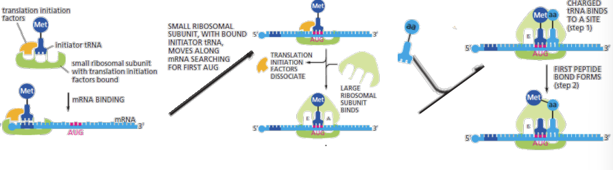 <p>AUG amino acid methionine, translation initiation factors + initiator tRNA-met loaded in P site (distinct to the tRNA that normally carries Methionine</p>