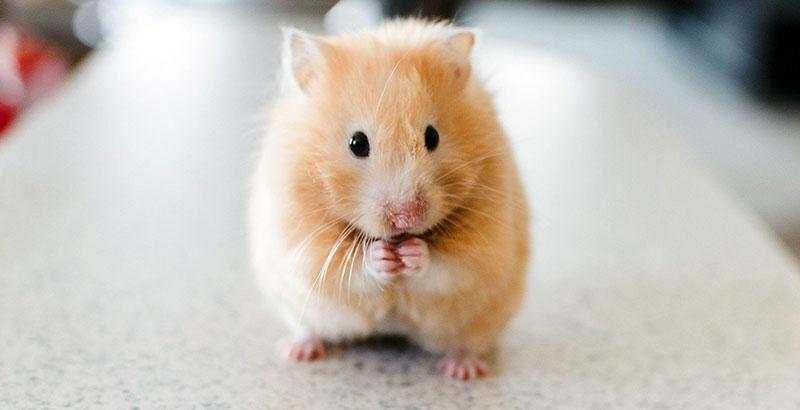 <p><strong>Hamster</strong> (myomorphe omnivore)</p>
