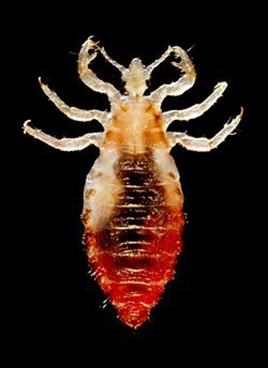 <p>small bacteria that live in fleas and ticks; causes Rocky Mountain Spotted Fever</p>