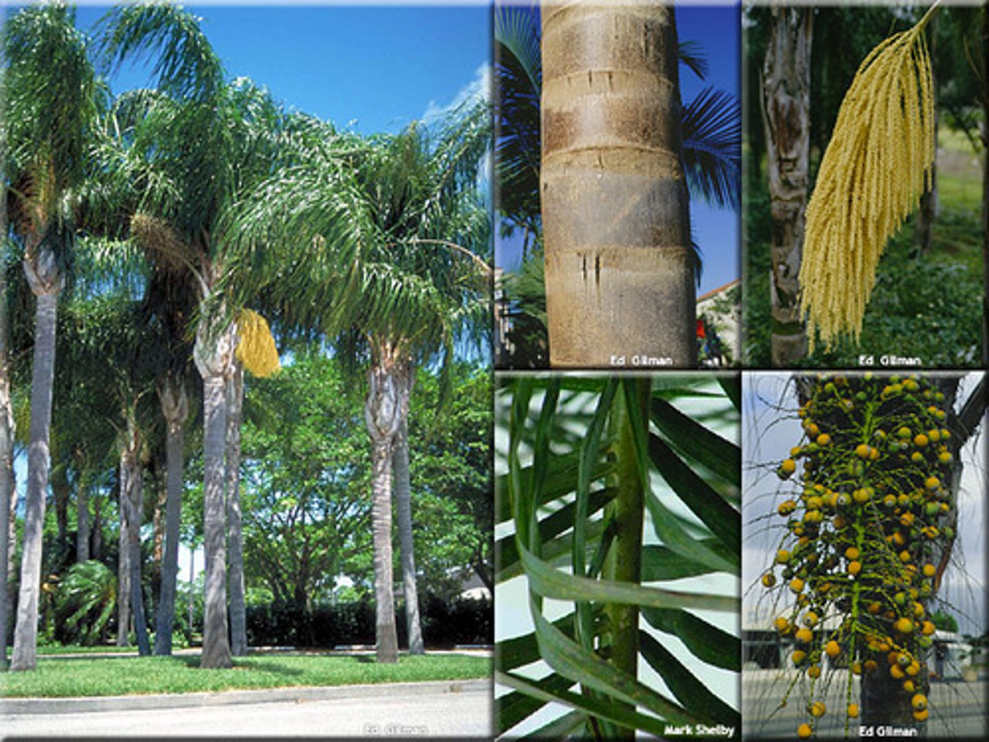 <p>Queen Palm</p>