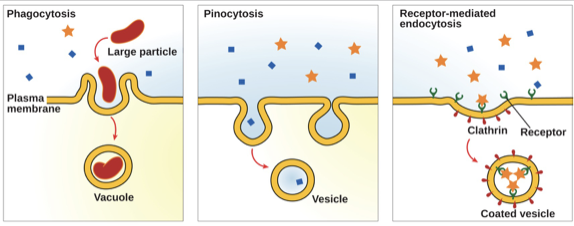 <ul><li><p>A type of active transport that moves large particles into a cell</p></li><li><p>The plasma membrane of the cell forms a pocket around the target particle</p></li><li><p>The pocket pinches off from the membrane</p></li><li><p>The particle becomes contained in a newly created vacuole formed from the plasma membrane</p></li></ul>