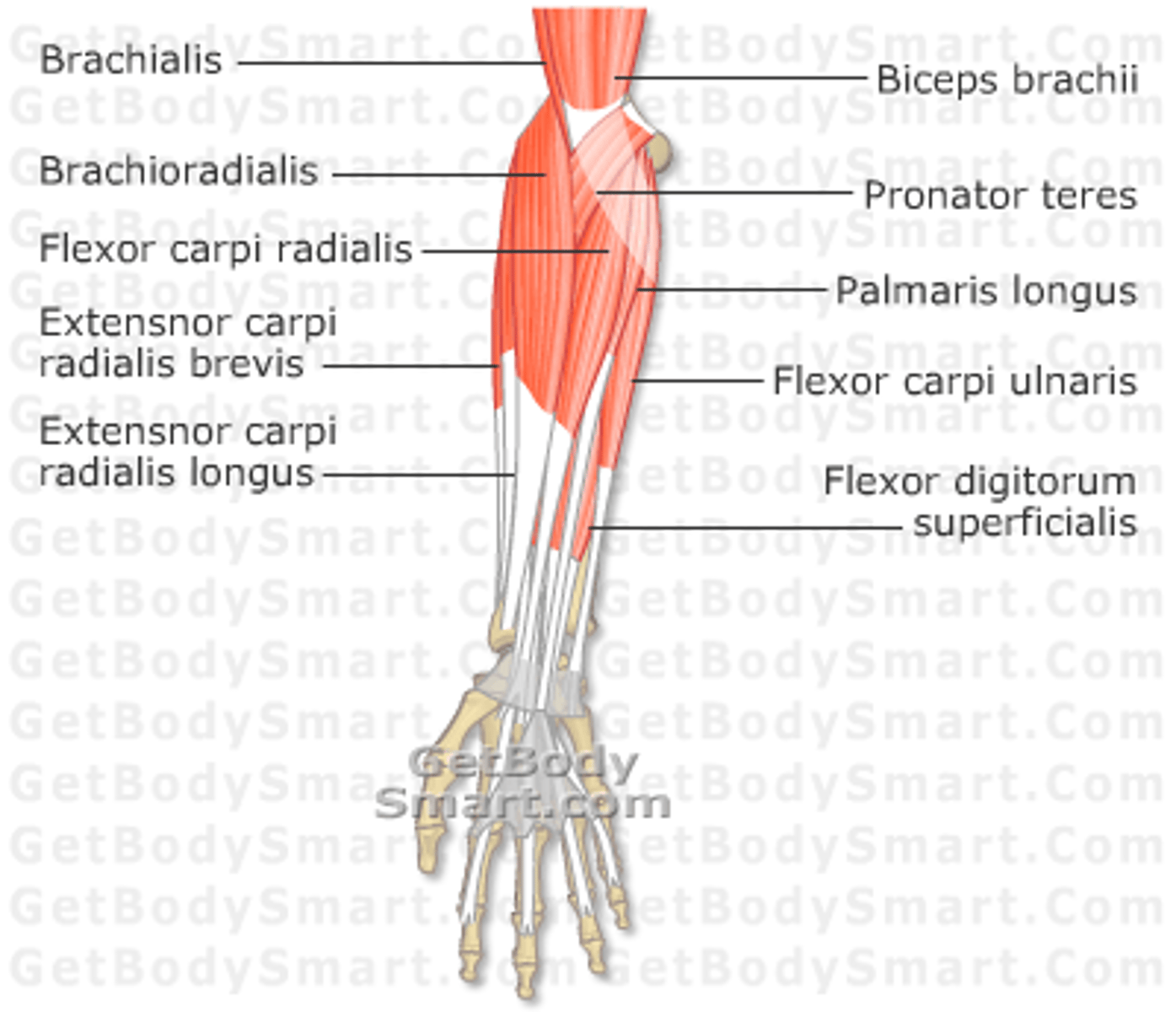 <p>flexor carpi radialis, flexor carpi ulnaris, extensor carpi radialis longus, extensor carpi ulnaris, palmaris longus</p>
