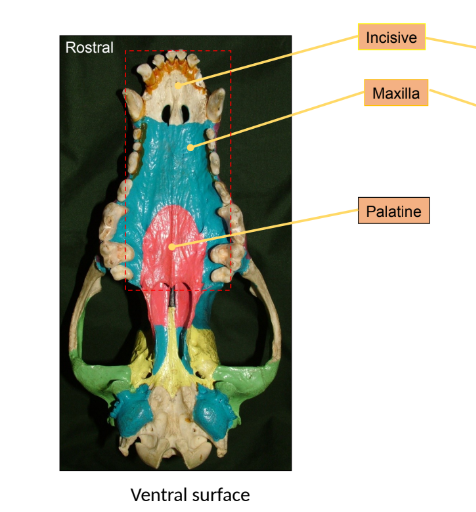 <ul><li><p>palatine</p></li><li><p>maxilla</p></li><li><p>incisive</p></li></ul><p></p>