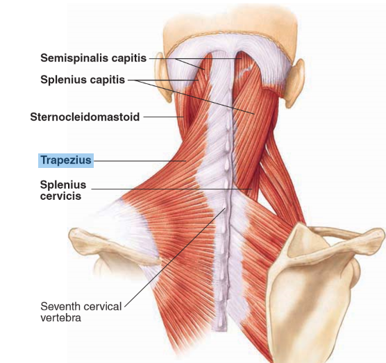 <p>Originates from the posterior surface of the skull and upper vertebral column (C7-T12), and inserts into the clavicle, acromion process, and scapular spine. It extends and laterally flexes the neck.</p>