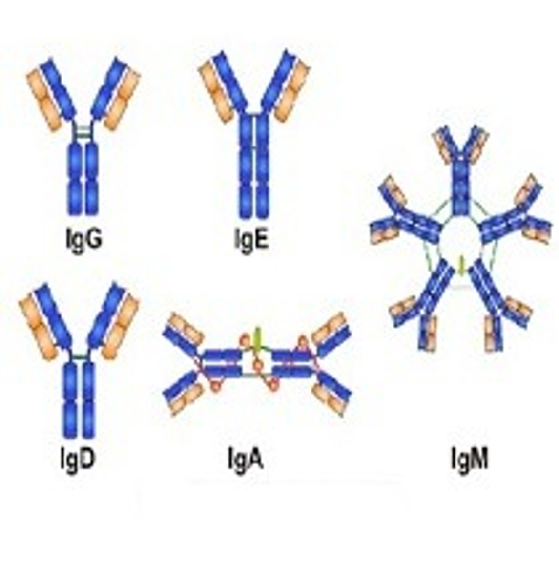 <p>Another term for antibodies</p>