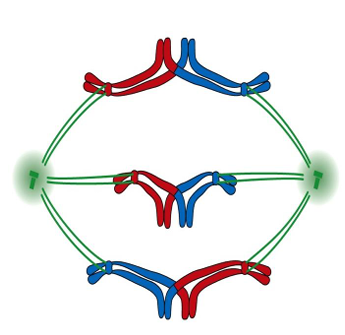 <p> Identify the stage of cell division in the picture </p><p>A. Pro-metaphase of meiosis I </p><p>B. Pro-metaphase of meiosis II </p><p>C. Anaphase of meiosis I </p><p>D. Anaphase of meiosis II</p>