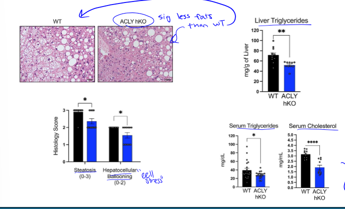<p>liver ACLY deletion reduces steatosis, reduces liver triglycerides, reduces hepatocellular ballooning, and also leads to less serum triglycerides and cholesterol (which was the issue w inhibition of ACC)</p>
