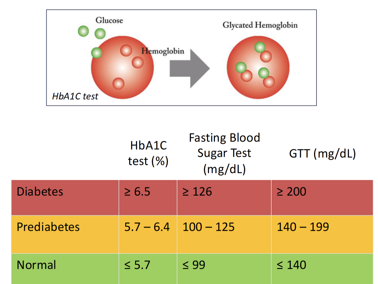 <p>Hemoglobin A1C(HbA1C) - represents average blood sugar levels over past 3-4 months (life span of RBC)</p><p></p><p>Glucose tolerance test(GTT) - measure blood sugar before and after a drink containing glucose</p>