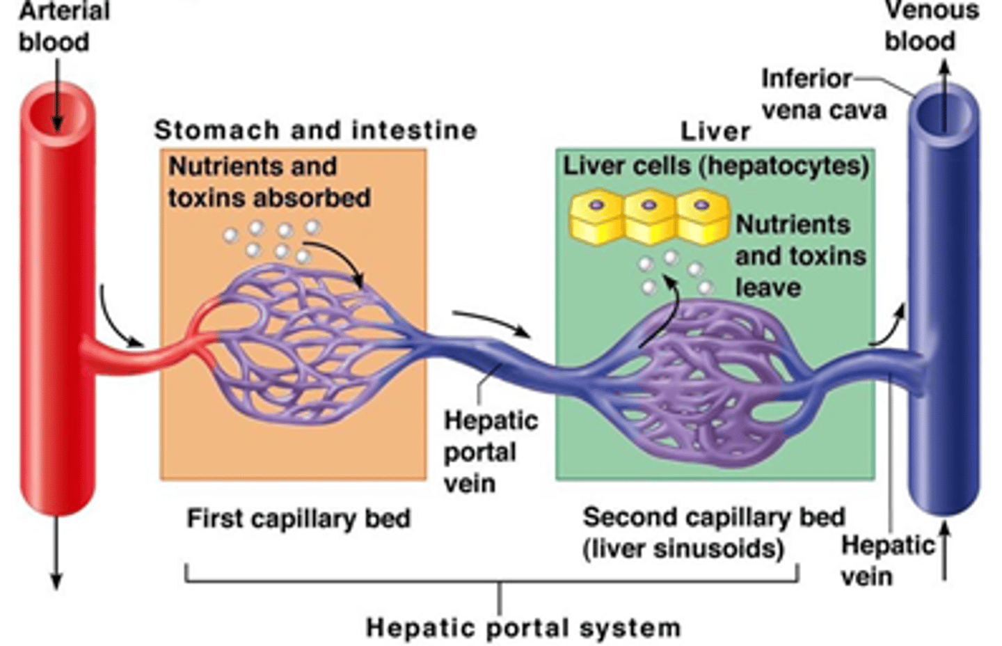 <p>Utilizes 2 capillary beds</p><p>1st capillary bed is in the gut tube</p><p>2nd capillary bed is in the liver</p>