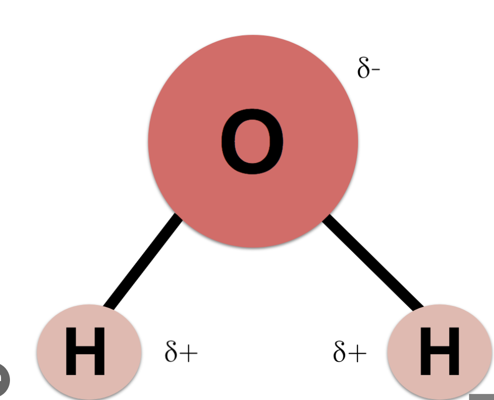 <p>1 O atom (partially negative) covalently bonds with 2 H atoms (partially positive)</p>
