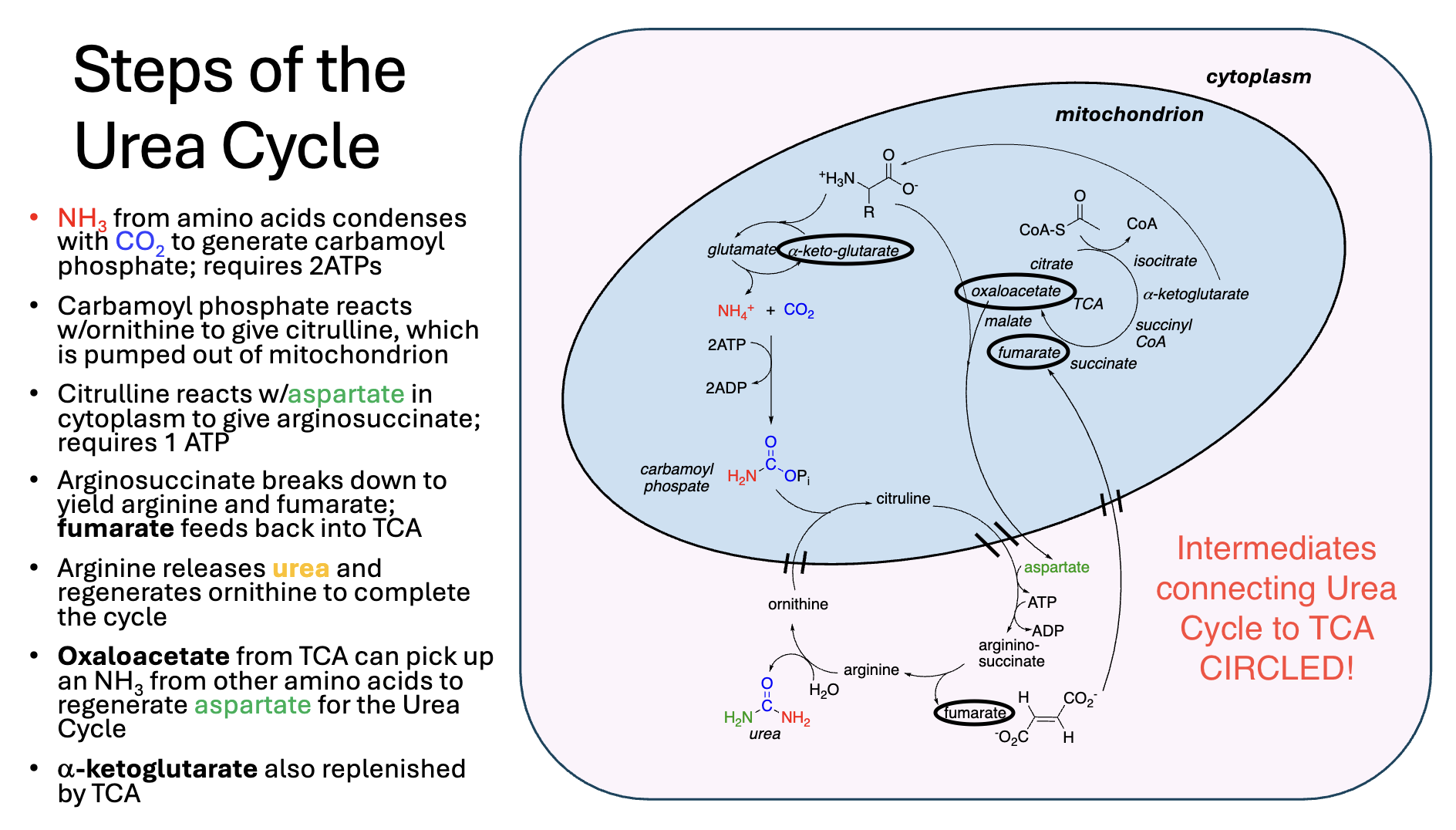 <p>KNOW THE IDEA, don’t memorize specific substrate names</p>