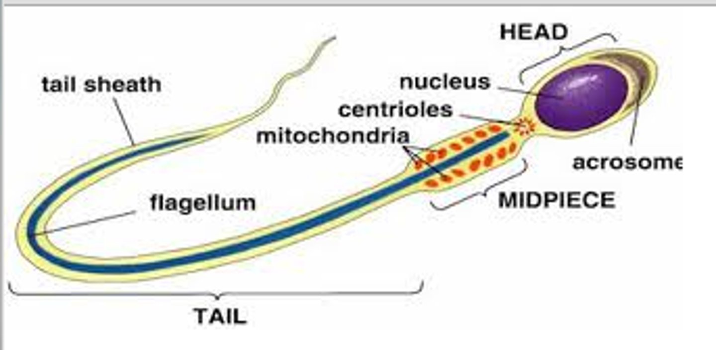<p>- contains the nucleus (DNA)</p><p>- cap on top contains the acrosome which is full of digestive enzymes that dissolve the eggs outer shell</p><p>- only one sperm gets in per one egg</p>