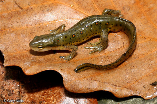 <p>Caudata : Salamandridae</p>