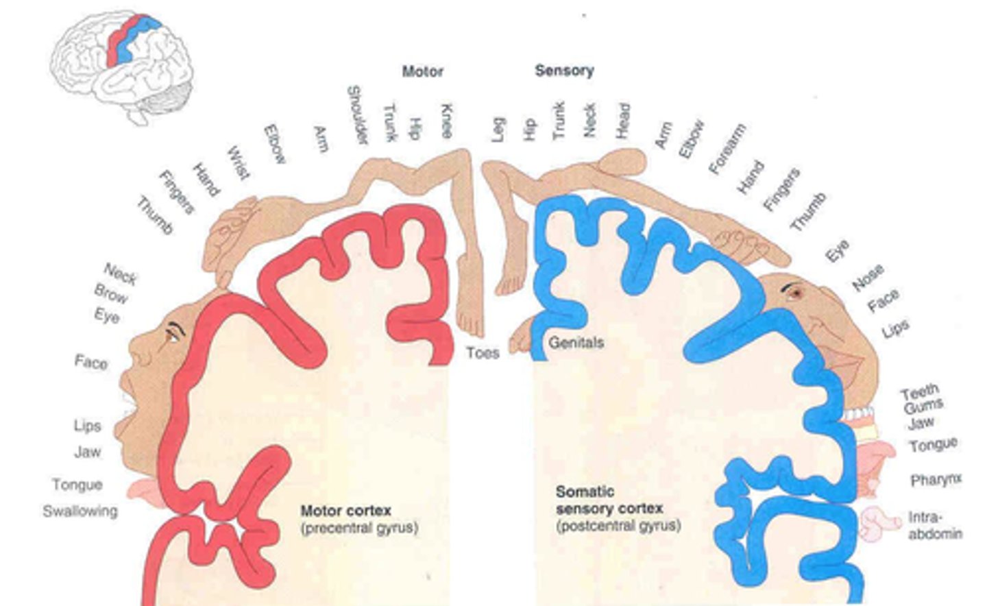 <p>the sensory homunculus has genitals on the most medial portion and intra-abdominal sensation on the most lateral part</p>