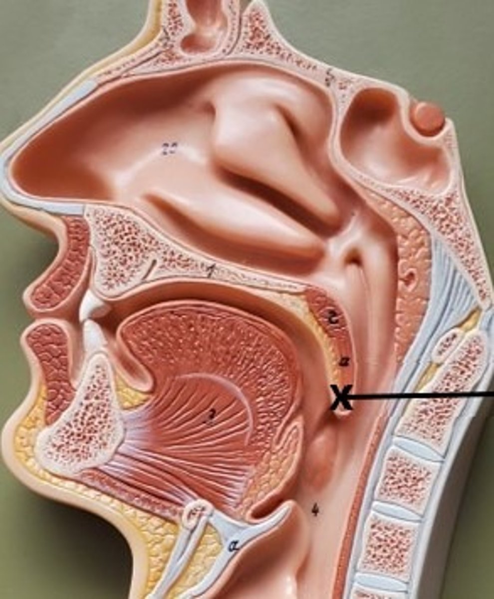 <p>ID the Structure</p>