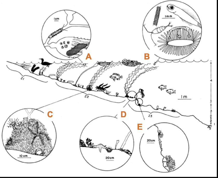 <p>What is “C”?</p>