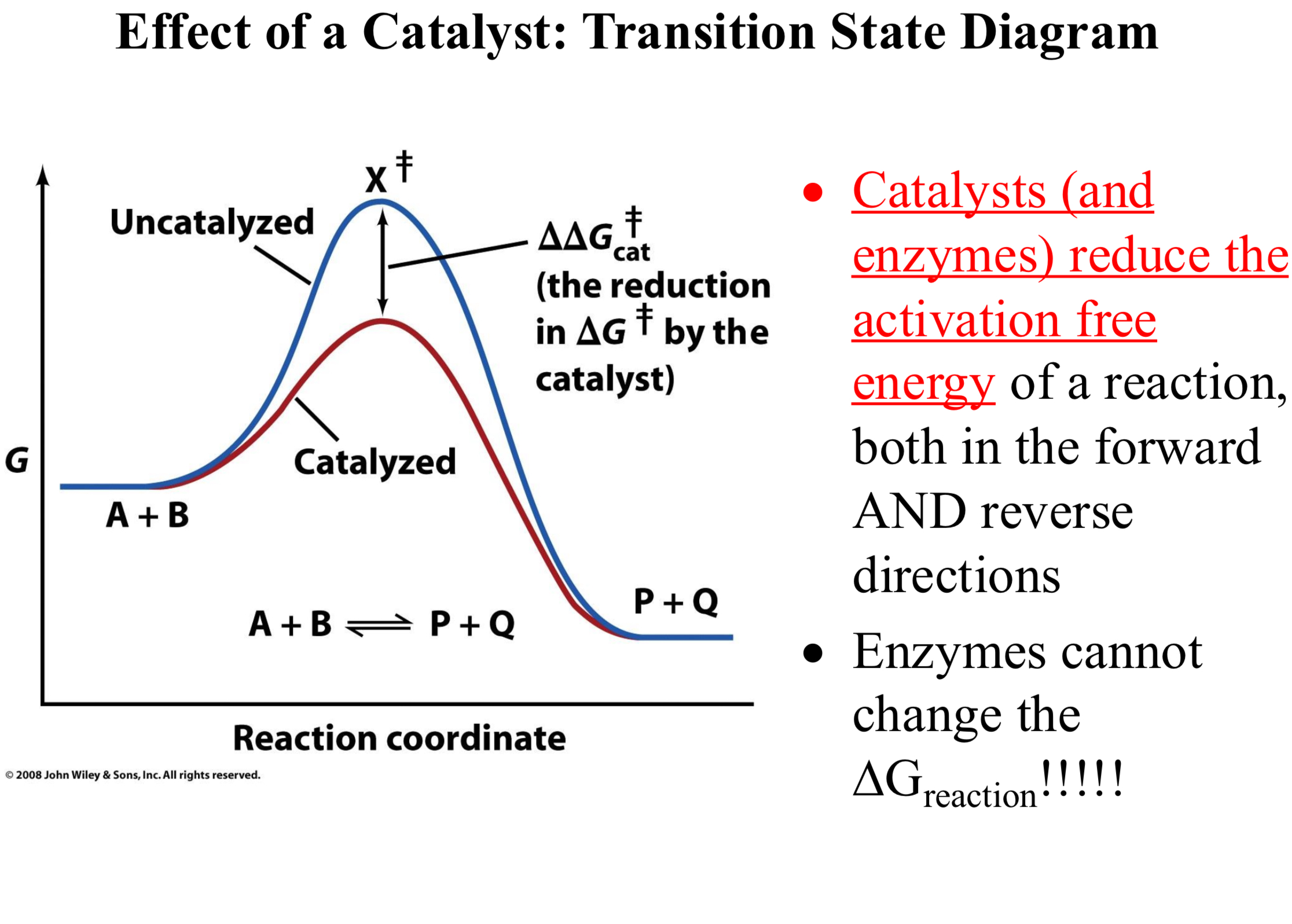 <p><span style="color: red;"><u>Catalysts (and enzymes) reduce the activation free energy</u></span> of a reaction, both in the forward AND reverse directions</p>