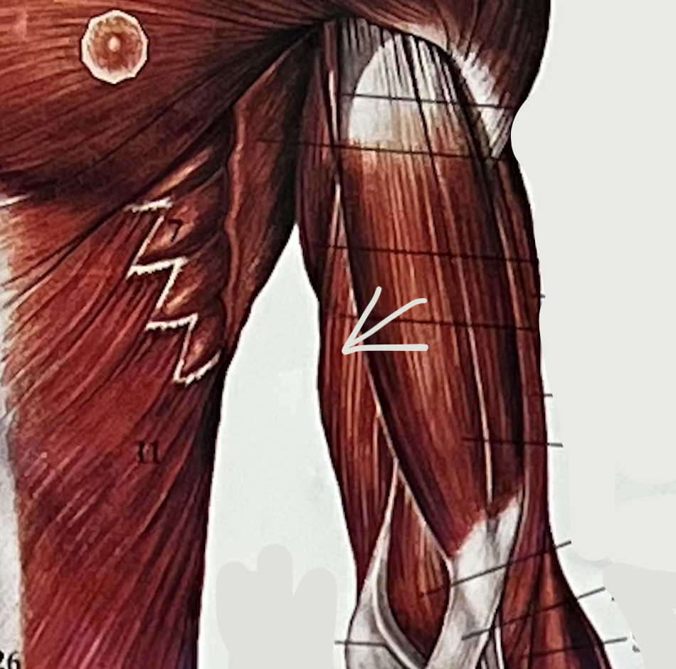 what muscle?