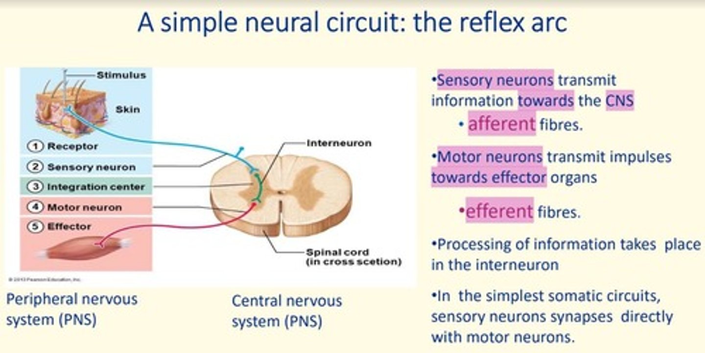 <p>Motor neurons transmit impulses <span style="color: blue;">away </span>from the CNS, towards <span style="color: blue;">effector </span>organs via <span style="color: blue;">efferent </span>fibres</p>