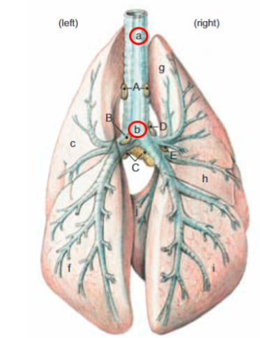 <p>line of the trachea</p>