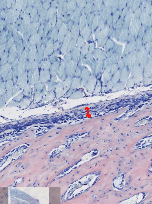 <ol start="8"><li><p>what is this layer of tissue</p></li></ol><p></p>