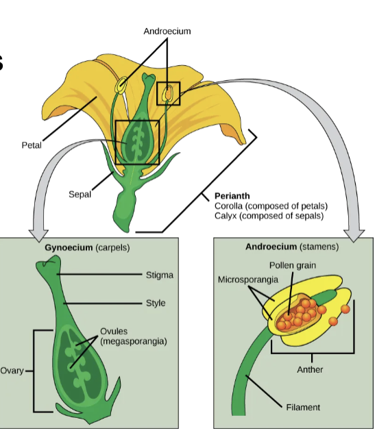 <ul><li><p>male part of flower</p></li><li><p>anther - contains pollen grain</p></li><li><p>filament - supports anther</p></li></ul><p></p>