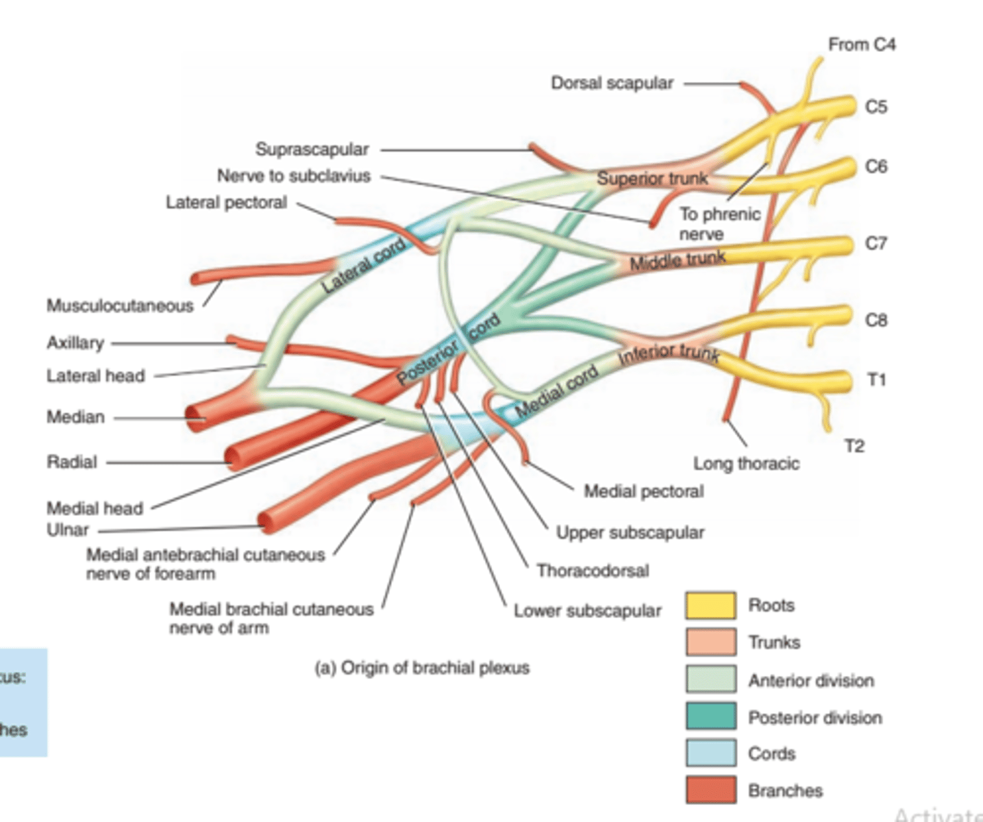 <p>posterior cord</p>