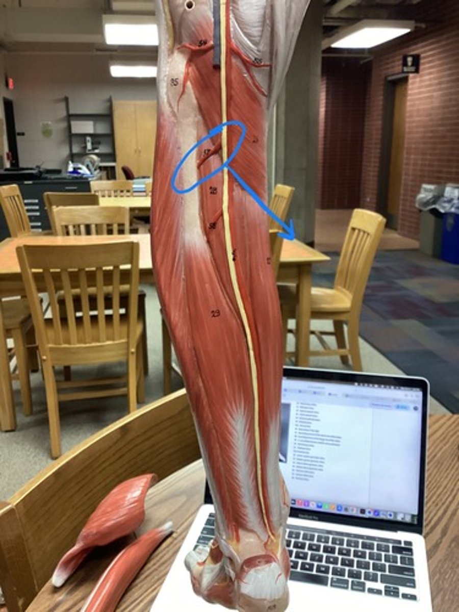<p>supplies blood to the lower leg muscles and to the muscles and skin on the top of the foot and adjacent sides of the first and second toes</p>