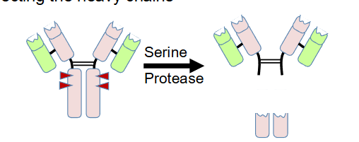 <p>Cuts at the Fc region, below the hinge and the disulfide bonds connecting the heavy chains.</p>