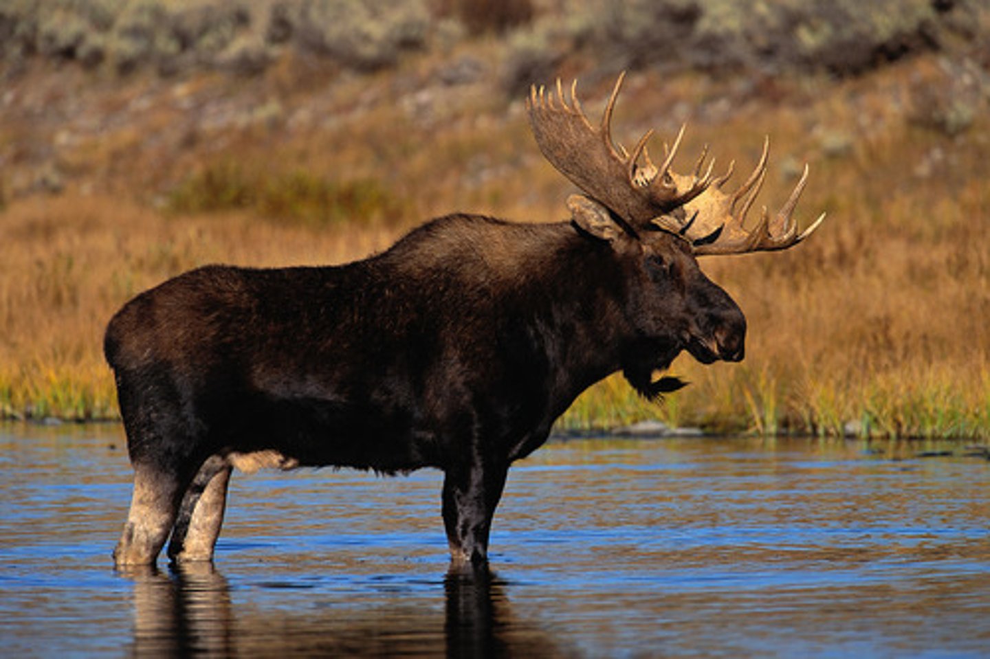 <p>moose</p>