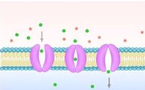 <p><span>Particles of a specific shape fit into one side of a specific&nbsp;protein. If it fits, the protein changes shape to allow the&nbsp;particle to move to the other side of the membrane.</span></p>
