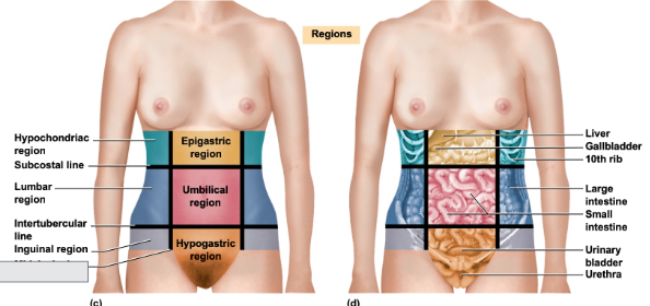 <p>What is this abdominal region</p>