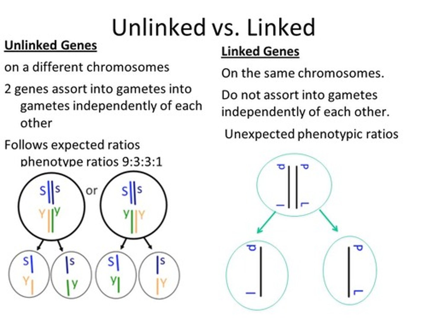 <p>genes that are found on different chromosomes</p>