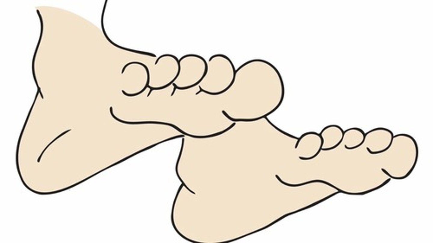 <p>ступни</p>
