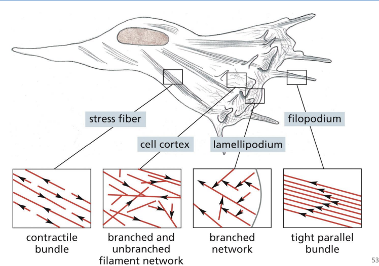 <p>Thin, spike-like protrusion with actin filament core. </p><p></p><p>are one-dimensional and help sense environmental cues and aid in cell migration.</p>