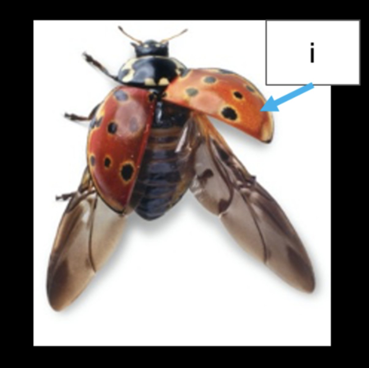 <p>Identify the: subphylum, class, division, and order of this organism</p>