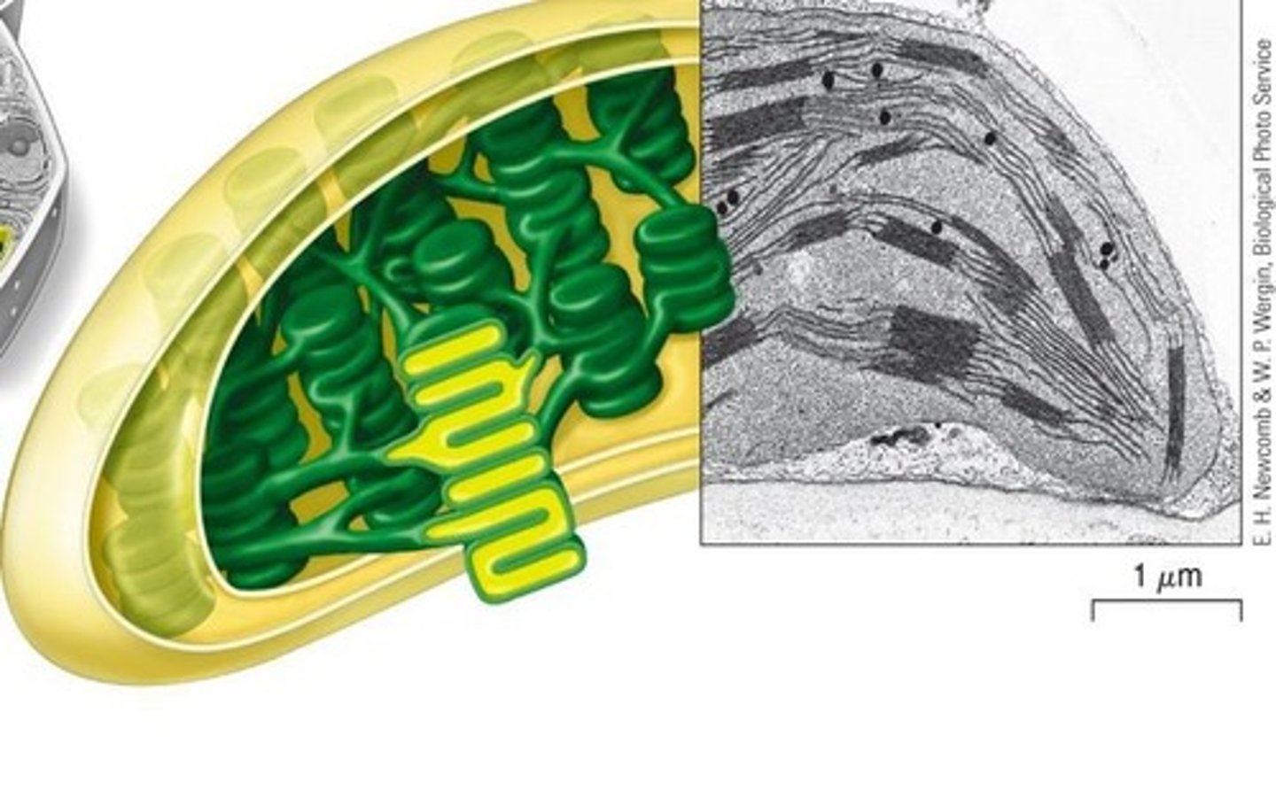 <p>The genetic material in chloroplasts (cpDNA) is approximately 10 times larger than the mitochondrial genome of animal cells.</p>
