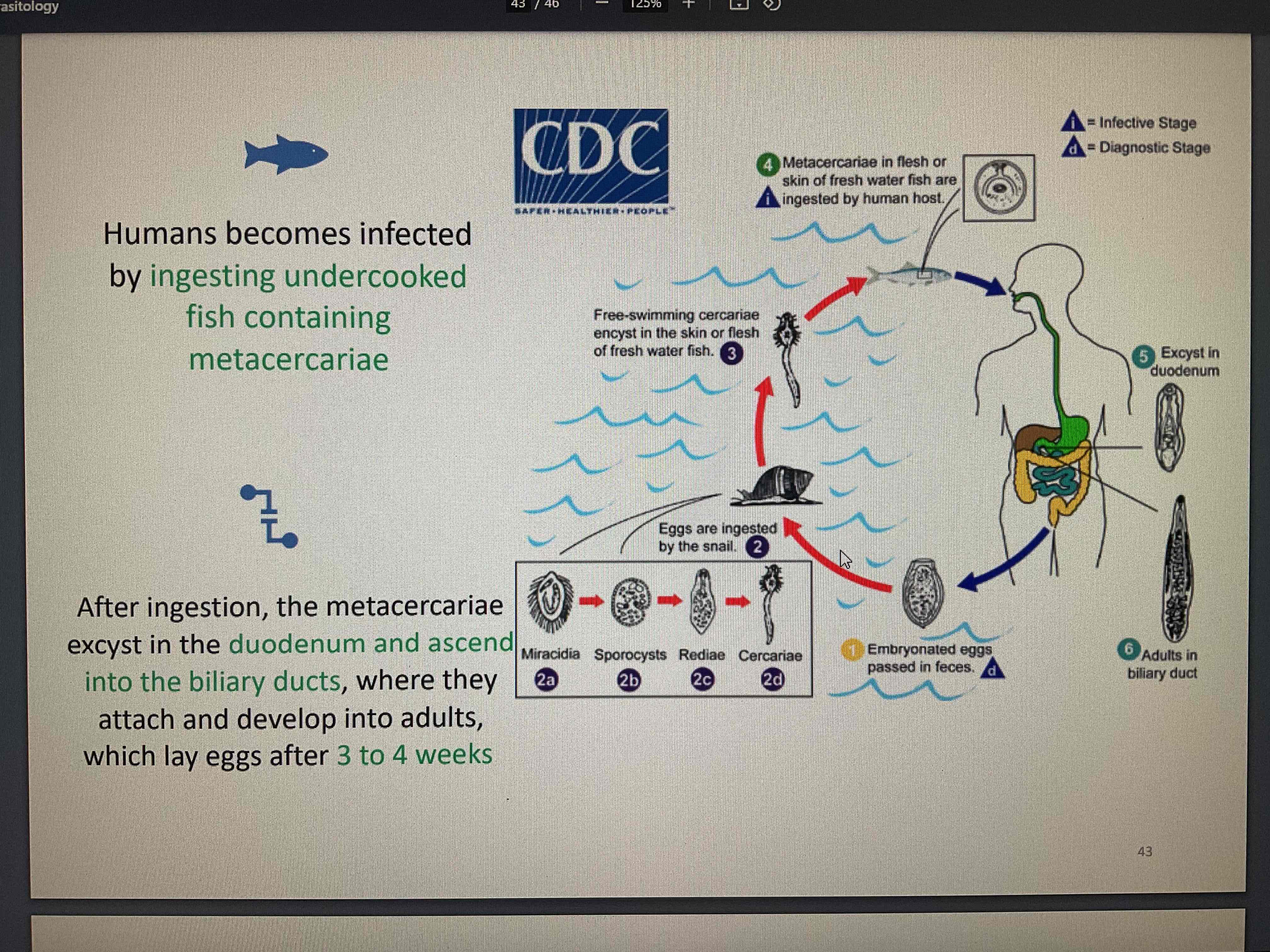 <ul><li><p>human become infected by ingesting undercooked fish containing metacercariae</p></li><li><p>after ingestion, metacercariae excyst in duodenum and ascend into the biliary tract</p></li></ul><p></p>