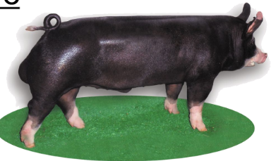 <p>Shire of Berks, England (1700s); imported to the U.S. in 1823</p>