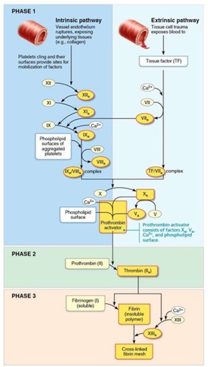 <p>– Initiated by either or both pathways:</p><p>• Intrinsic</p><p>• Extrinsic pathway</p><p>– Involves Tissue Factor, TF</p><p>–Faster than intrinsic pathway) (usually both)</p><p>– Each pathway cascades toward and ends with the activation of factor X</p><p>– Factor X then forms prothrombin activator</p>