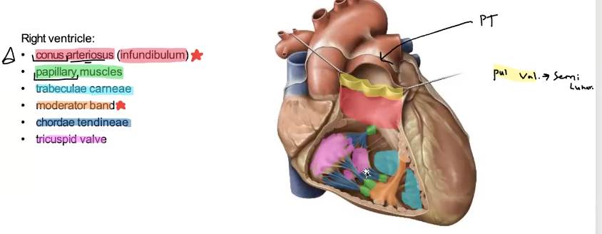 <p>dark blue, anchored to papillary muscles and tricuspid valve and prevent regurgitation</p>