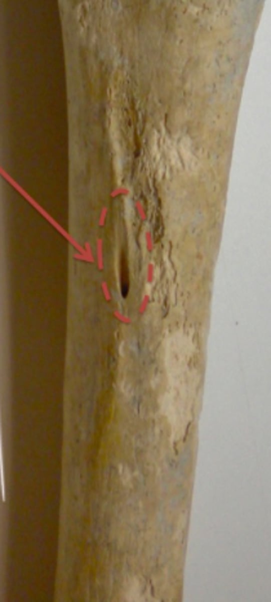 <p>opens proximally on the posteromedial surface - at about midshaft level</p>